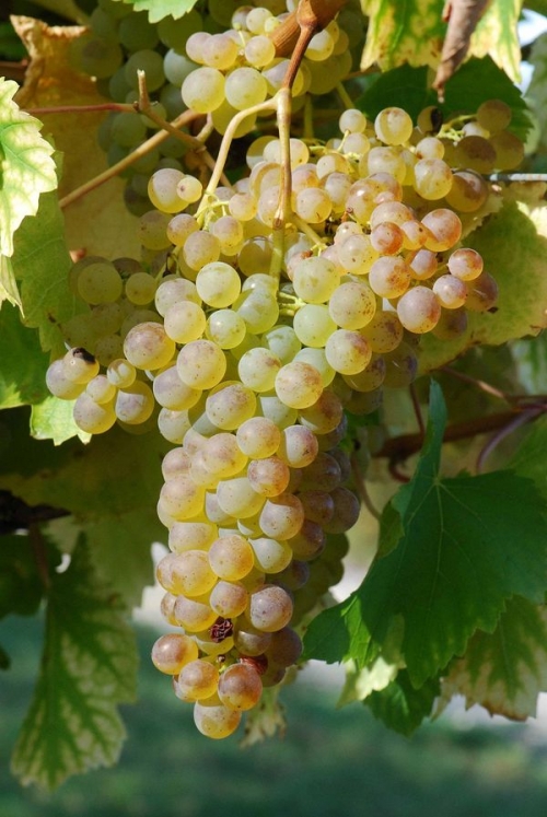 Colombard - white wine grape vines