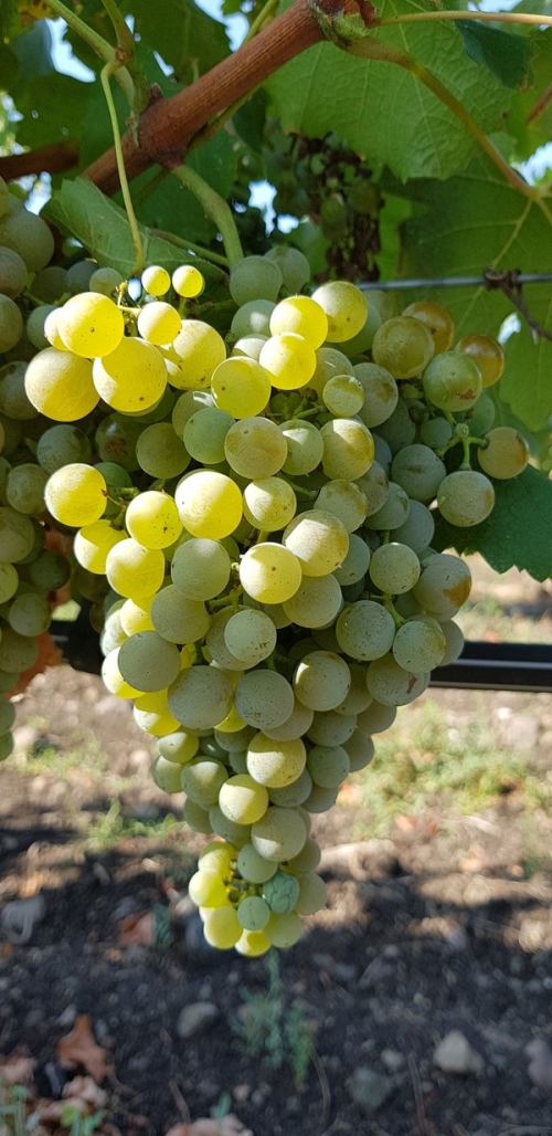 Semillon - white wine grape vines