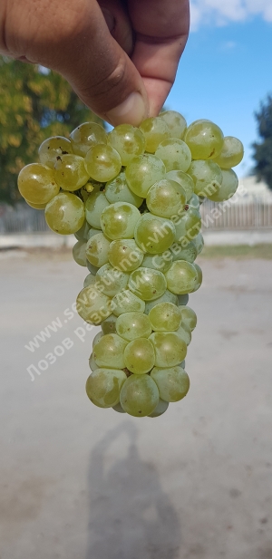 Dunavski Lazur - Dunav Lazur, is Bulgarian white wine grape variety
