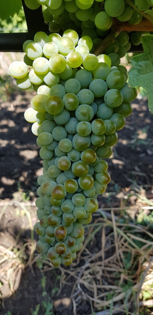 Chenin blanc - wine white grape vines