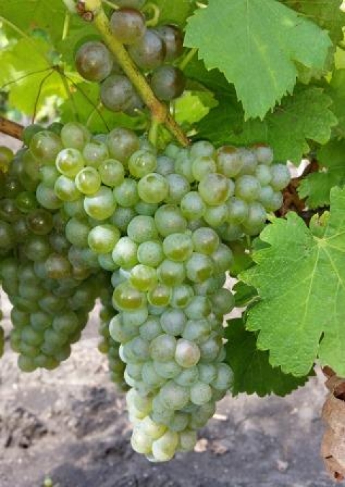 Viognier