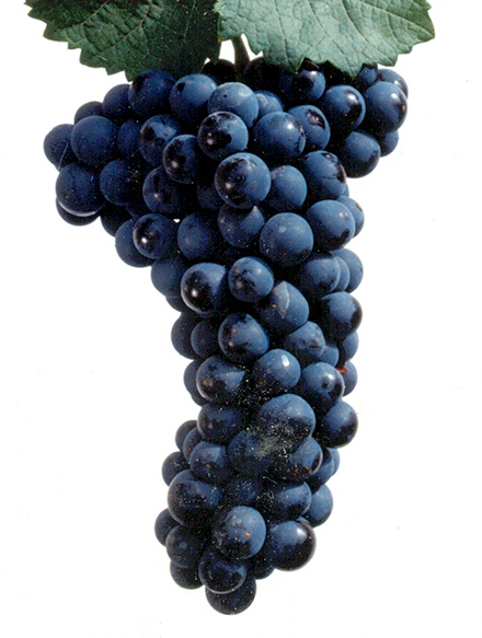 Кайлъшки рубин - червен винен сорт грозде