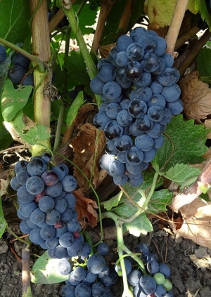 Pinot noir