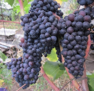 Евмолпия - червен винен сорт грозде