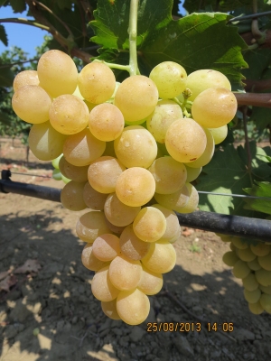 Afrodita, seedless white grape variety vines