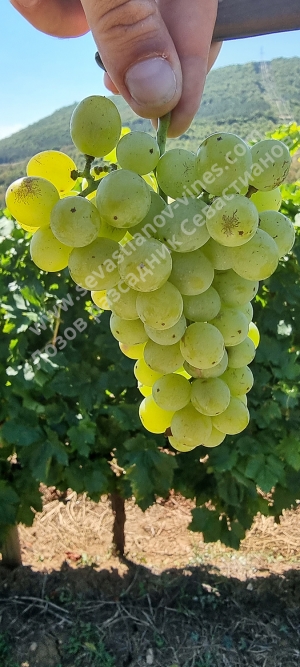 Sevastianov Vine Nursery - plant material for wine and table grape vines. High quality RootStock for sale