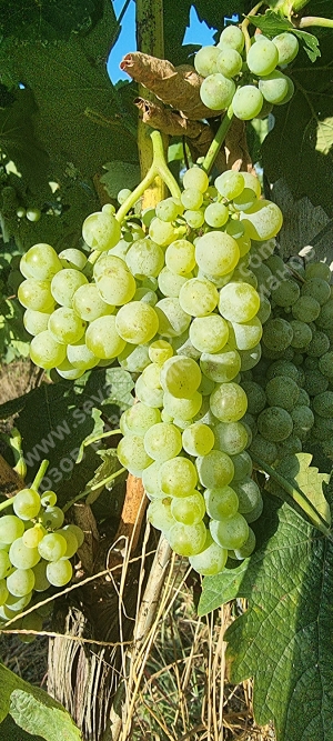 Sevastianov Vine Nursery - plant material for wine and table grape vines. High quality RootStock for sale