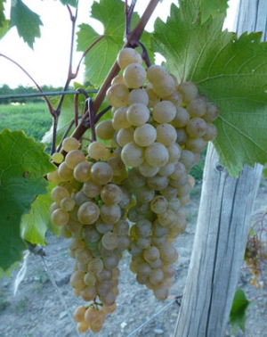 Sevastianov Vine Nursery - plant material for wine and table grape vines. High quality RootStock for sale