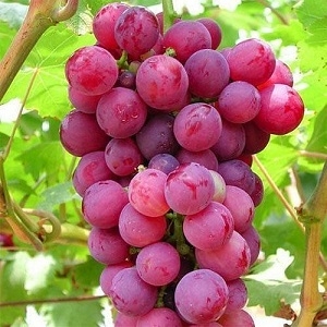 Sevastianov Vine Nursery - plant material for wine and table grape vines. High quality RootStock for sale