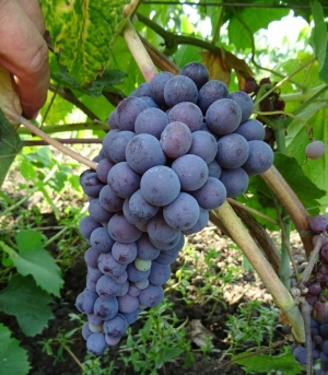 Wide Melnik vine